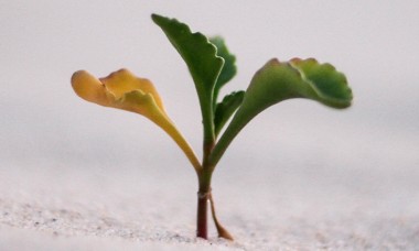 growth